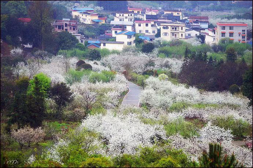 【春天，广西桂林灌阳县向您发出邀请！】我们在灌阳看梨花 - 游山玩水 - 永州生活社区 - 永州28生活网 yongzhou.28life.com