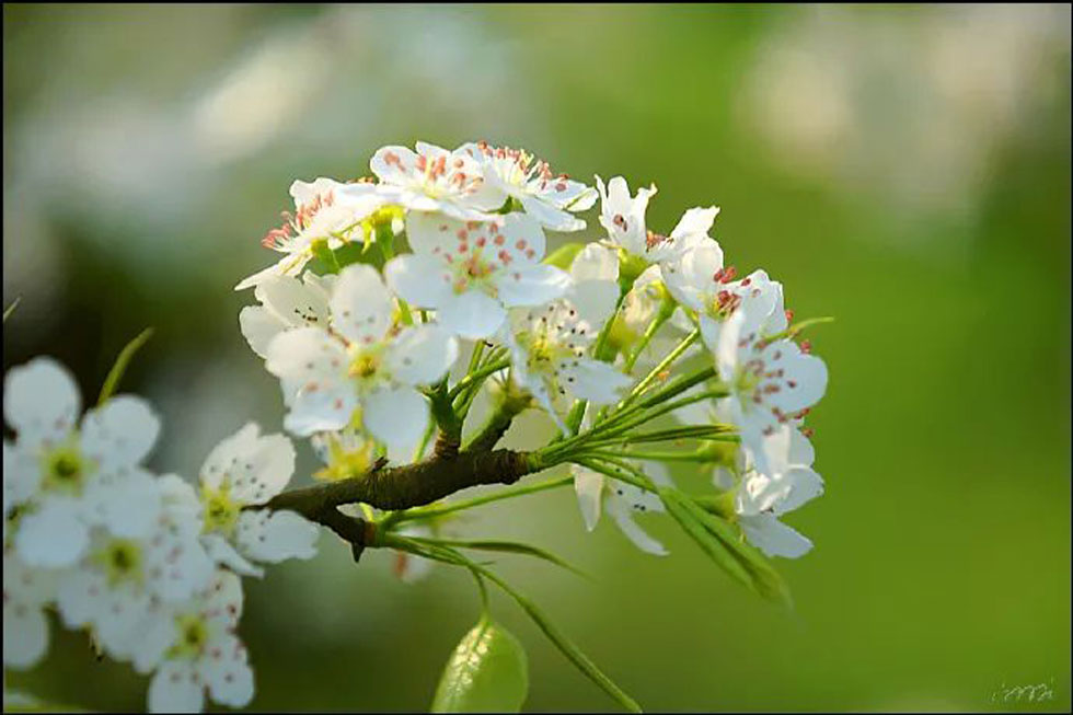 【春天，广西桂林灌阳县向您发出邀请！】我们在灌阳看梨花 - 游山玩水 - 永州生活社区 - 永州28生活网 yongzhou.28life.com