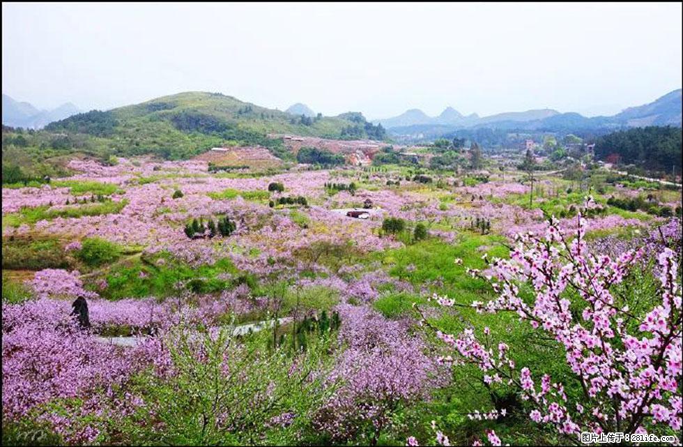 【春天，广西桂林灌阳县向您发出邀请！】官庄村有个醉美的桃花园 - 游山玩水 - 永州生活社区 - 永州28生活网 yongzhou.28life.com
