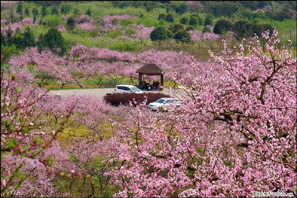 【春天，广西桂林灌阳县向您发出邀请！】官庄村有个醉美的桃花园 - 游山玩水 - 永州生活社区 - 永州28生活网 yongzhou.28life.com