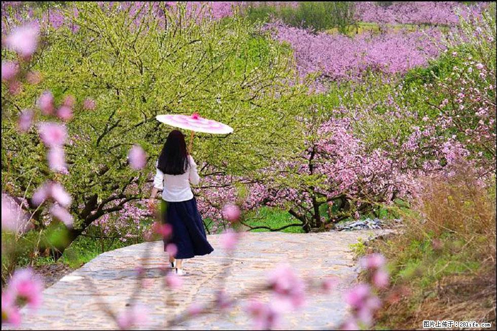 【春天，广西桂林灌阳县向您发出邀请！】官庄村有个醉美的桃花园 - 游山玩水 - 永州生活社区 - 永州28生活网 yongzhou.28life.com