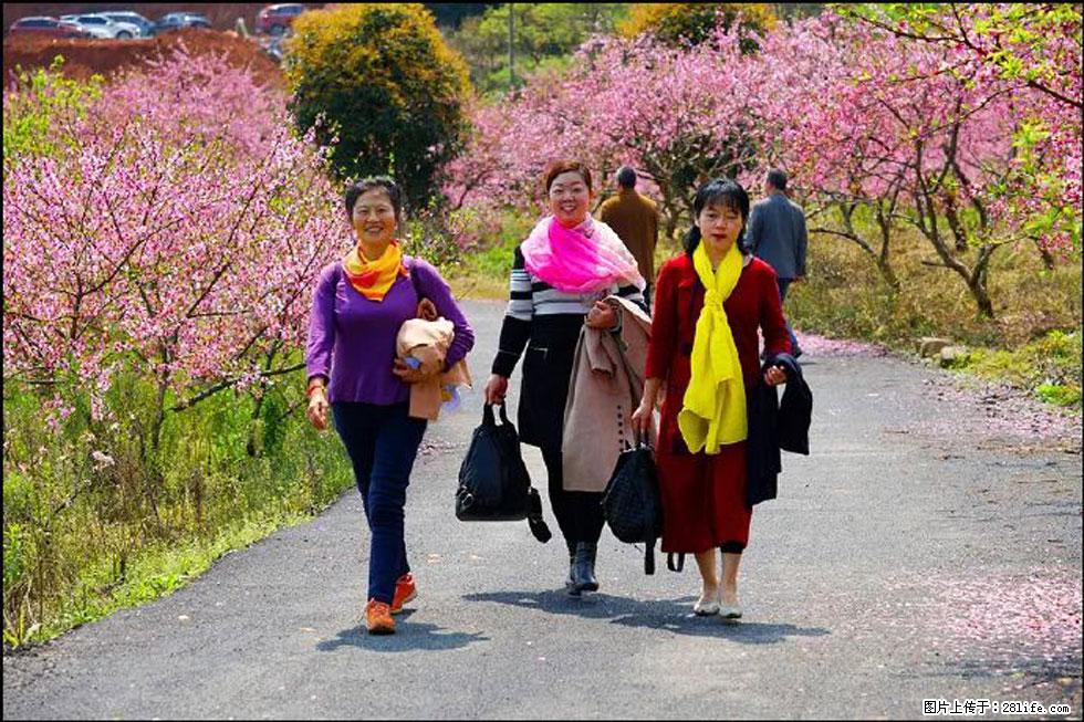 【春天，广西桂林灌阳县向您发出邀请！】官庄村有个醉美的桃花园 - 游山玩水 - 永州生活社区 - 永州28生活网 yongzhou.28life.com