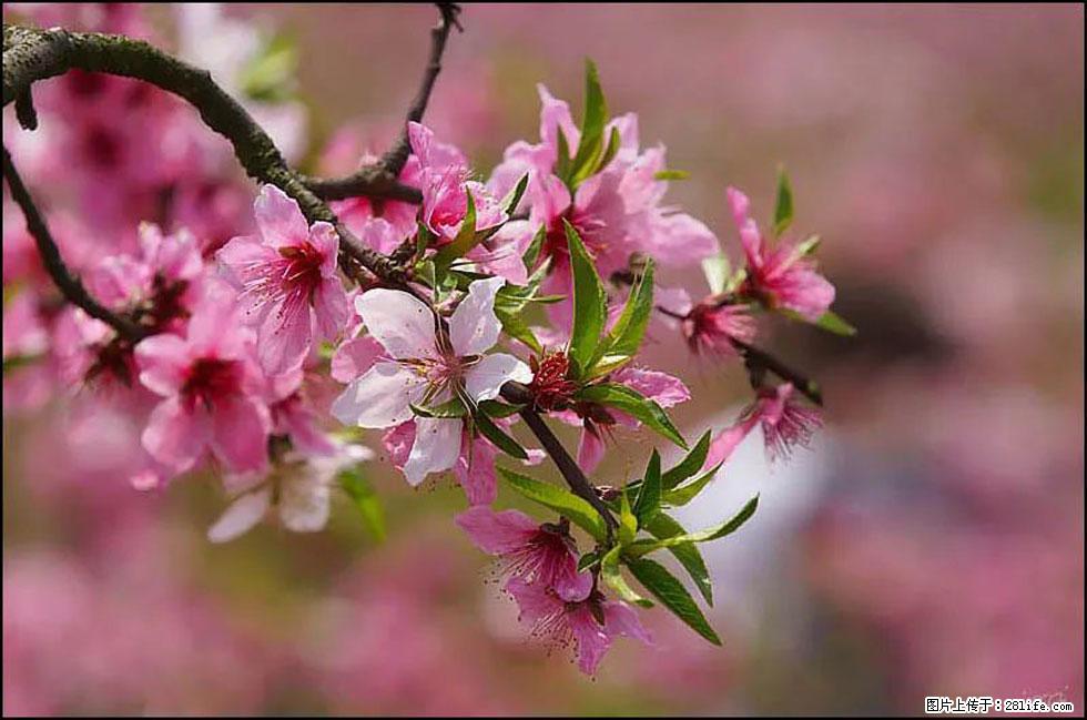 【春天，广西桂林灌阳县向您发出邀请！】官庄村有个醉美的桃花园 - 游山玩水 - 永州生活社区 - 永州28生活网 yongzhou.28life.com