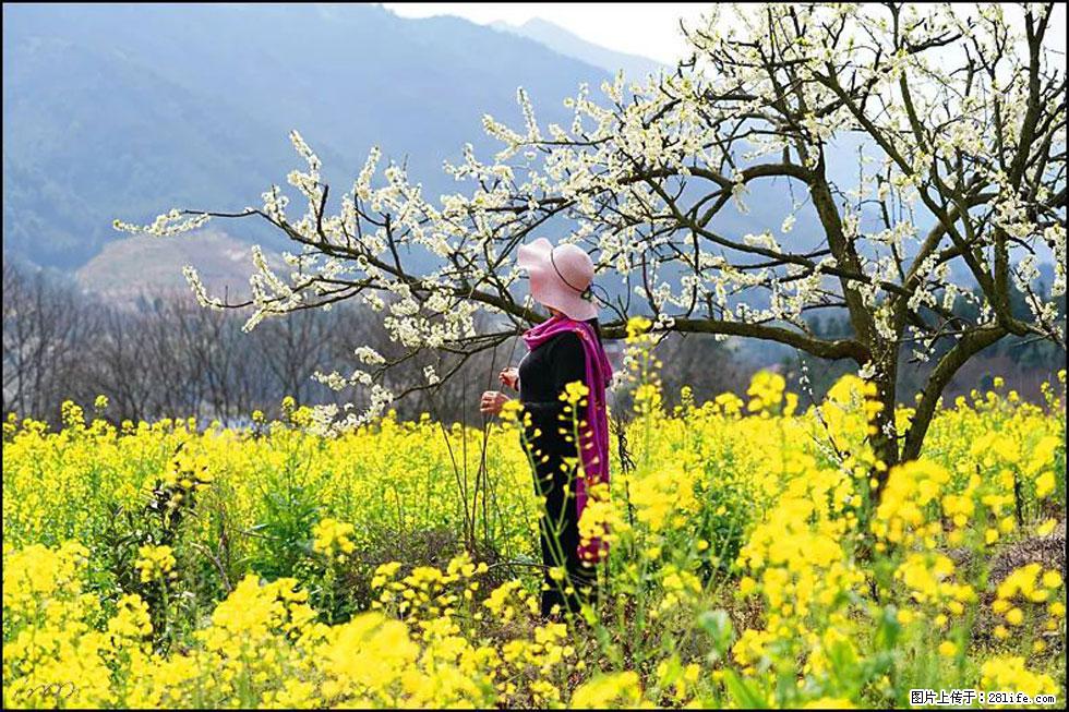 【春天，广西桂林灌阳县向您发出邀请！】长坪村油菜盛情花开 - 游山玩水 - 永州生活社区 - 永州28生活网 yongzhou.28life.com