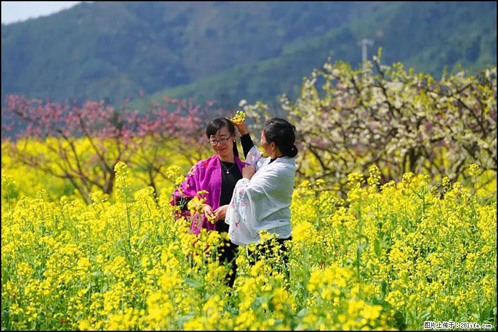 【春天，广西桂林灌阳县向您发出邀请！】长坪村油菜盛情花开 - 游山玩水 - 永州生活社区 - 永州28生活网 yongzhou.28life.com