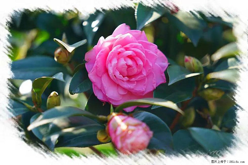 【春天,广西桂林灌阳县向您发出邀请!】杨柳井茶花惹人爱 - 游山玩水 - 永州生活社区 - 永州28生活网 yongzhou.28life.com