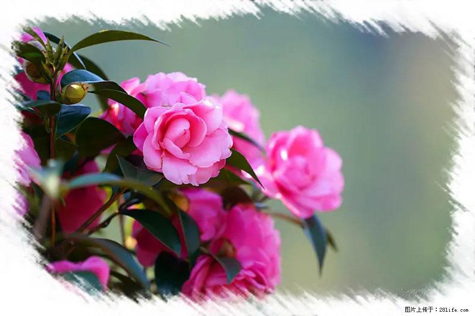【春天,广西桂林灌阳县向您发出邀请!】杨柳井茶花惹人爱 - 游山玩水 - 永州生活社区 - 永州28生活网 yongzhou.28life.com