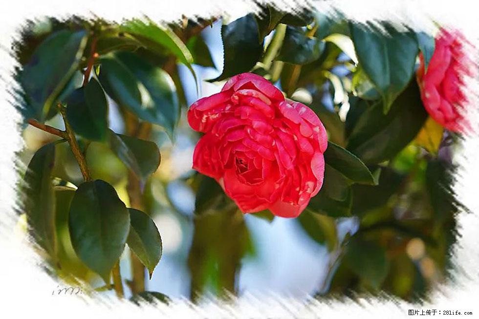 【春天,广西桂林灌阳县向您发出邀请!】杨柳井茶花惹人爱 - 游山玩水 - 永州生活社区 - 永州28生活网 yongzhou.28life.com