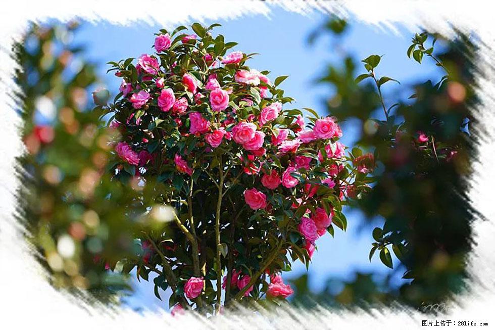 【春天,广西桂林灌阳县向您发出邀请!】杨柳井茶花惹人爱 - 游山玩水 - 永州生活社区 - 永州28生活网 yongzhou.28life.com