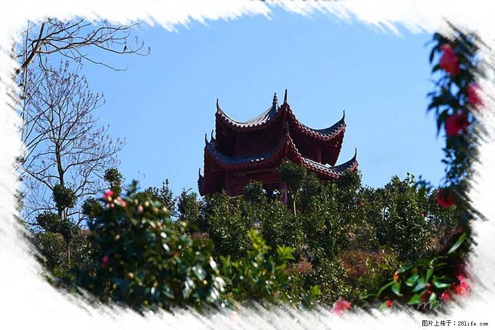 【春天,广西桂林灌阳县向您发出邀请!】杨柳井茶花惹人爱 - 游山玩水 - 永州生活社区 - 永州28生活网 yongzhou.28life.com