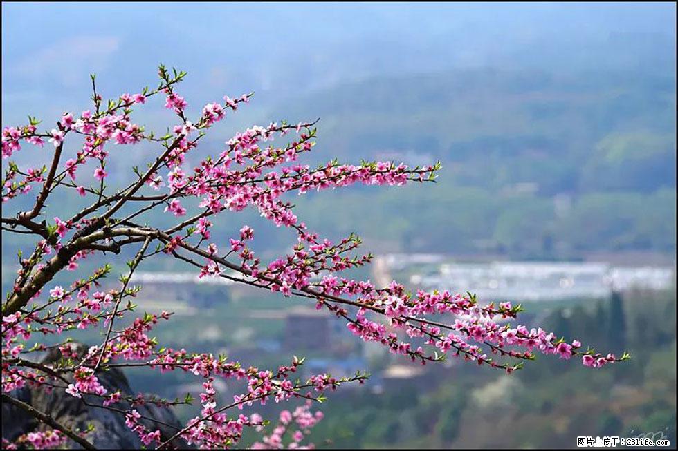 【春天，广西桂林灌阳县向您发出邀请！】望月岭上桃花开 - 游山玩水 - 永州生活社区 - 永州28生活网 yongzhou.28life.com