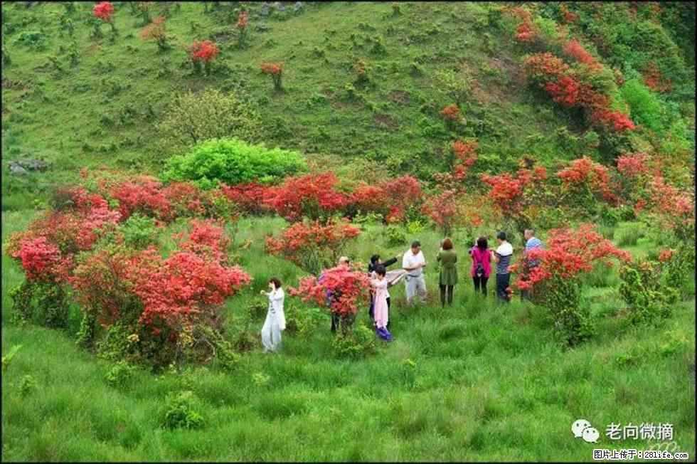 【春天，广西桂林灌阳县向您发出邀请！】宝盖山上映山红 - 游山玩水 - 永州生活社区 - 永州28生活网 yongzhou.28life.com