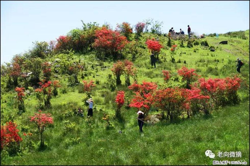 【春天，广西桂林灌阳县向您发出邀请！】宝盖山上映山红 - 游山玩水 - 永州生活社区 - 永州28生活网 yongzhou.28life.com