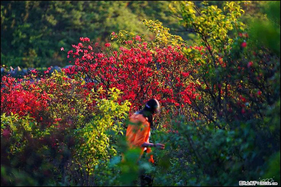 【春天，广西桂林灌阳县向您发出邀请！】春木界上映山红 - 游山玩水 - 永州生活社区 - 永州28生活网 yongzhou.28life.com