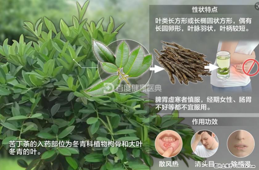 苦丁茶有哪些功效和作用 - 生活百科 - 永州生活社区 - 永州28生活网 yongzhou.28life.com