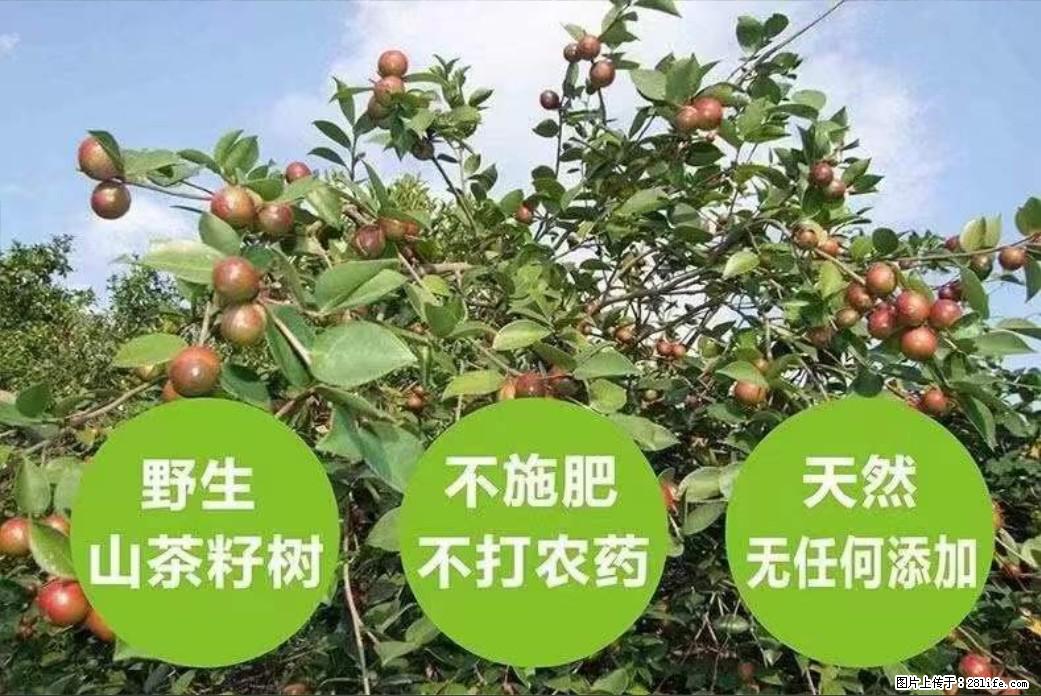 【灌阳县油茶产业示范区】一个有着充实的精神生活的人,对待身外之物自会有一种淡泊的态度 - 土特产 - 饮食特产 - 永州分类信息 - 永州28生活网 yongzhou.28life.com