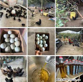 油茶园从小鸡仔开始养起的纯土鸡、土鸡蛋可以预定啦!还有前几天刚榨的纯山茶油哦 - 永州28生活网 yongzhou.28life.com