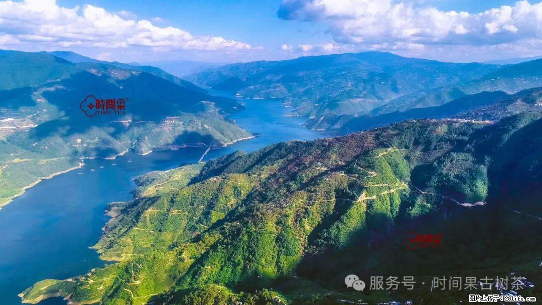 时间果百年古树龙珠普洱生茶 - 购物交流 - 永州生活社区 - 永州28生活网 yongzhou.28life.com