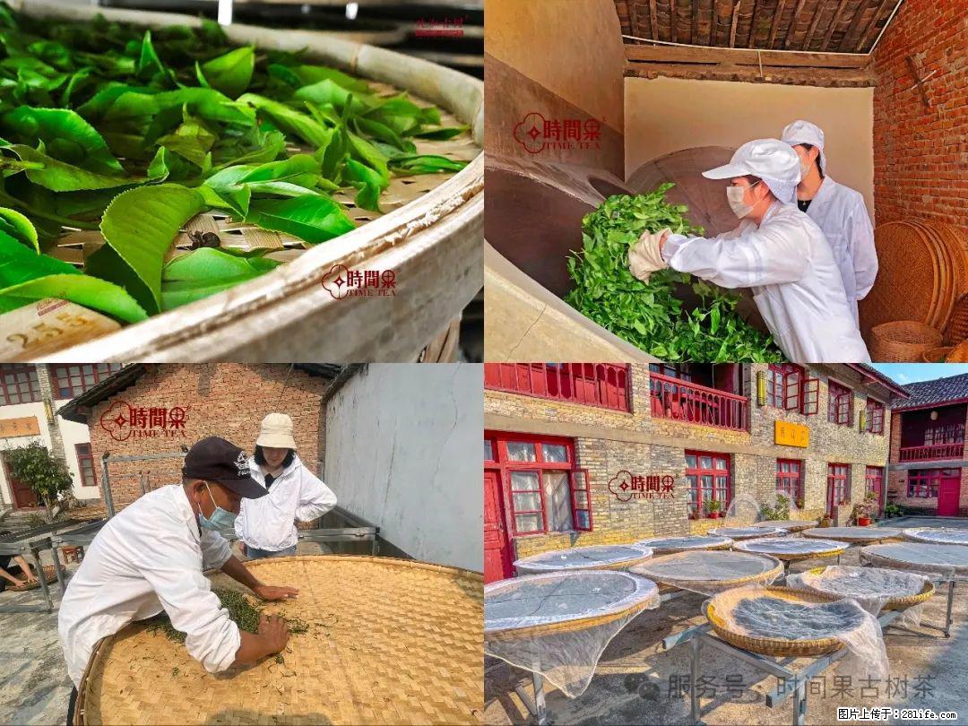 时间果百年古树龙珠普洱生茶 - 购物交流 - 永州生活社区 - 永州28生活网 yongzhou.28life.com