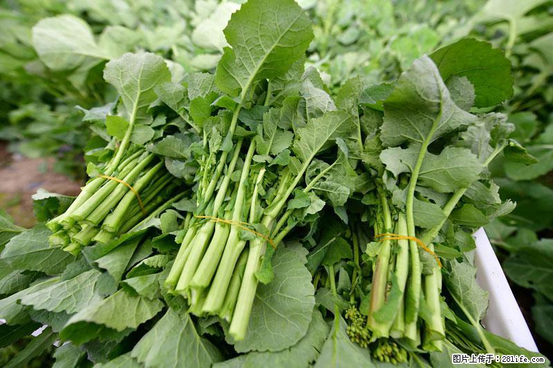 这些蔬菜是“天然钙片”，这6种被医生重点推荐 - 永州生活资讯 - 永州28生活网 yongzhou.28life.com